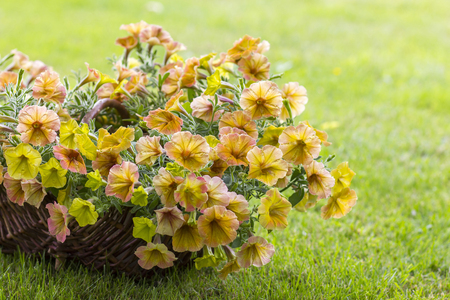 basket with petunias (Petunia hybrida) flowers in the gardenの写真素材