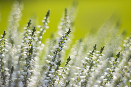Autumn heather with bokehの写真素材