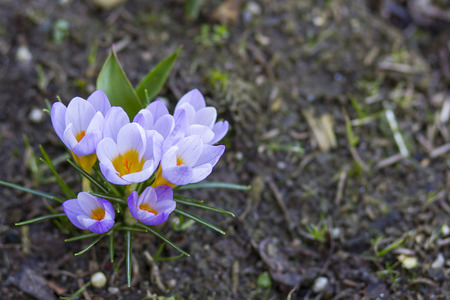 crocus - one of the first spring flowersの写真素材