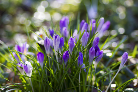 crocus - one of the first spring flowersの写真素材
