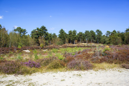 Heathland in National Park Maasduinen in the Netherlandsの写真素材