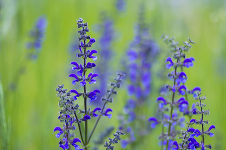 Lovely abstract background with violet flowers. Soft focus photoの写真素材