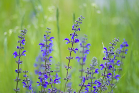 Lovely abstract background with violet flowers. Soft focus photo