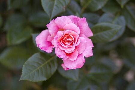 rose in the garden - close upの写真素材