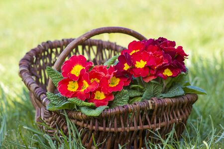 Blossoming red primrose in a basketの写真素材