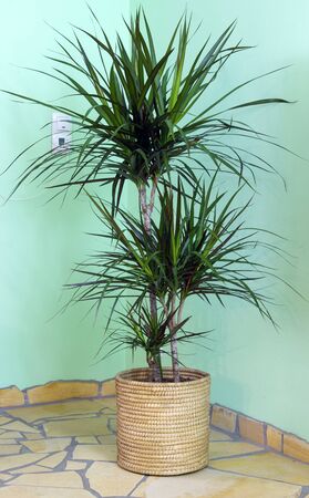 dracaena marginata in living room at window with sunlight. Home design, interior and decorationの写真素材