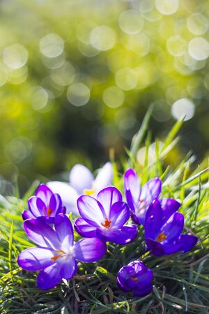 crocus - one of the first spring flowersの写真素材