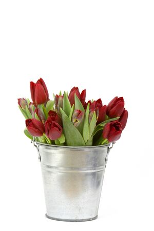 red tulips in a bucket on white backgroundの写真素材