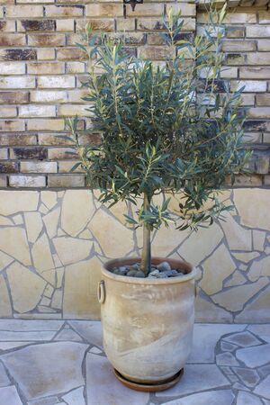 olive tree in terracotta potの写真素材