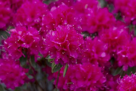 Blooming pink azalea flowers in a garden, soft focusの写真素材