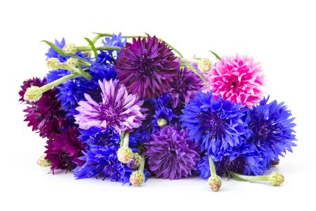 cornflowers on white backgroundの写真素材