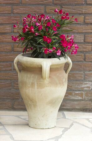 oleander flowers in a clay amphoraの写真素材