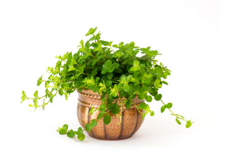 green plant in a metal rustic pot on white background