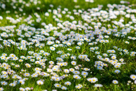 daisies in the garden - flower carpet