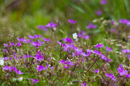 Lovely abstract background with violet flowers. Soft focus photo