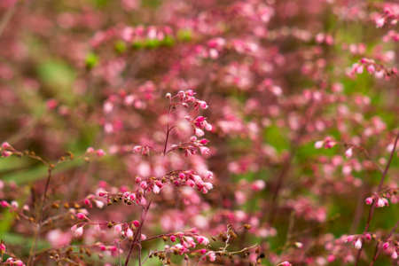 Lovely abstract background with pink flowers. Soft focus photoの写真素材