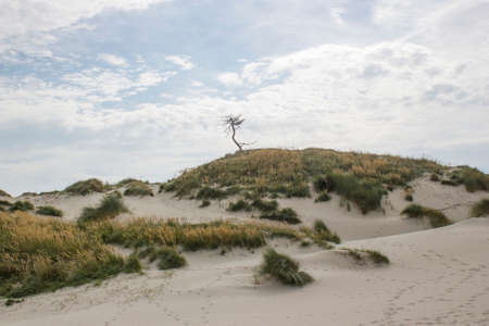 the dunes landscape in Haamstede, Zeeland in the Netherlandsの写真素材