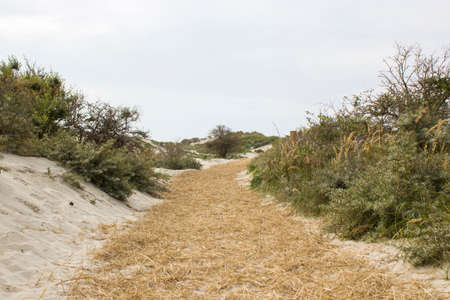 the dunes landscape in Haamstede, Zeeland in the Netherlandsの写真素材