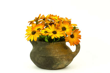 osteospermum - orange african daisy in a vase on white backgroundの写真素材