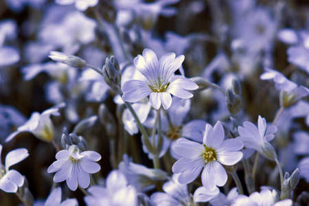 tiny white flowers in the garden, soft focus photo