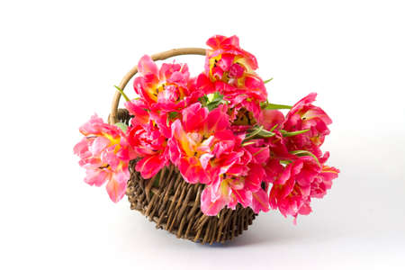 red tulips in a basket on white backgroundの写真素材