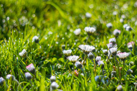 daisy flowers in morning dew with natural bokeh, soft focusの写真素材