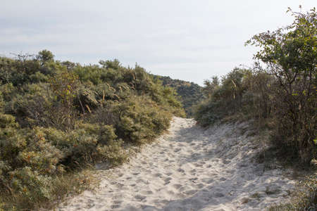 the dunes, Haamstede, Zeeland in the Netherlands