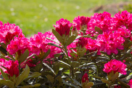 bush of rhododendron in the gardenの写真素材