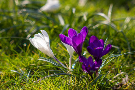 Crocus - one of the first spring flowers in the garden - soft focusの写真素材
