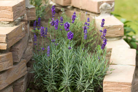 lavender in a herbs spiralの写真素材