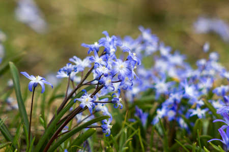 Blue scilla flowers in the early spring - soft focus