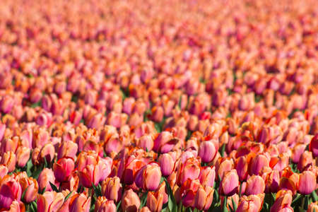 tulip field in the Netherlands - soft focus