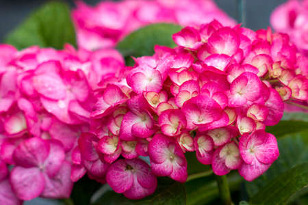 pink hydrangea flowers - soft focus