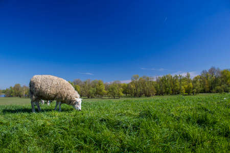 Sheep in a meadow on green grass, Germanyの写真素材