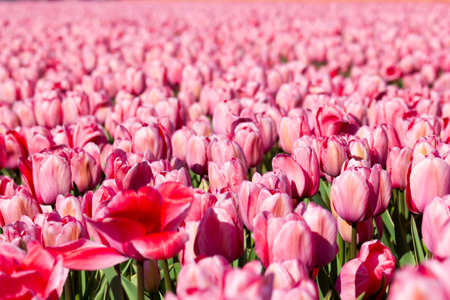 tulip field in the Netherlands - pink tulipsの写真素材