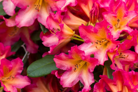 Blooming red rhododendron flowers in a gardenの写真素材