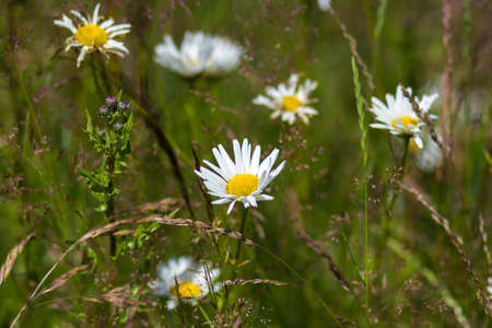 Ox-eye Daisy (Leucanthemum vulgare) in garden - soft focusの写真素材