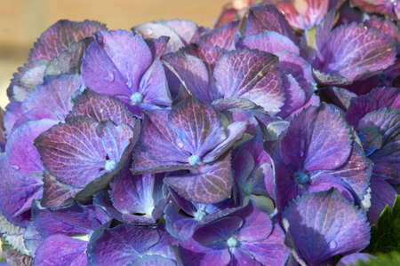 Macro image, blue hydrangea flower background
