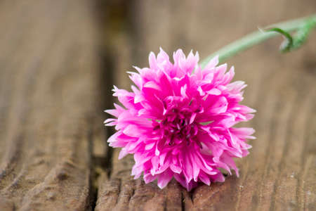 pink cornflower on wooden background - close upの写真素材
