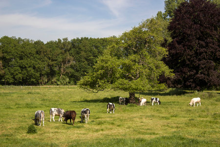 Cows grazing on a spring meadow in sunny day - german countryside landscape, Lower Rhine Region, Germanyの写真素材