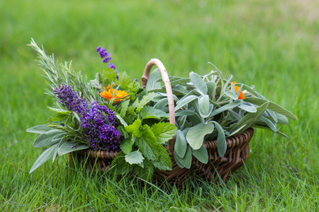 Freshly harvested herbs in a basket in the gardenの写真素材