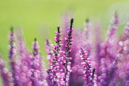 Autumn heather with bokeh - abstract background