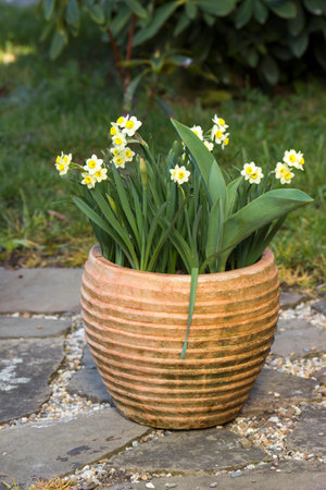 The daffodil, Narcissus pseudonarcissus, yellow narcissus flowers in a clay pot, springtimeの写真素材