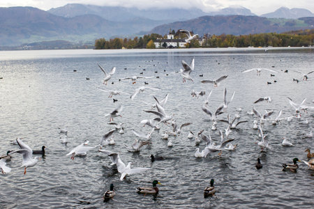 water birds in Gmunden at Traunsee, Austria, Europeの写真素材