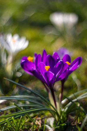 Crocus - one of the first spring flowers in the garden - soft focus