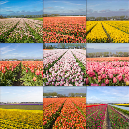 Collage with tulips fowers - tulip field in the Netherlandsの写真素材