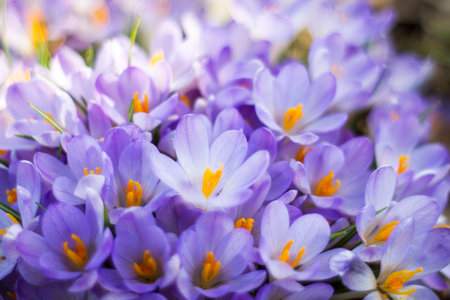 Crocus flowers in the garden - spring flowers - soft focus