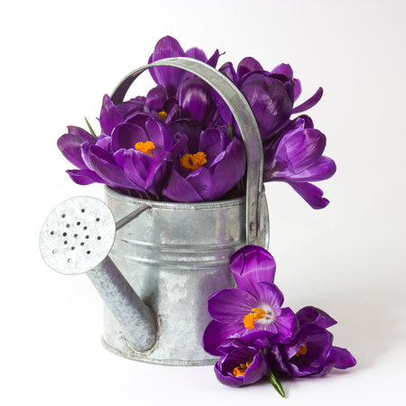 Crocus flowers in a watering can on white background - fresh spring flowersの写真素材