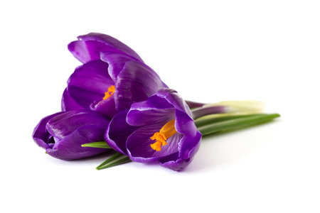 crocus flower on white background - fresh spring flowersの写真素材