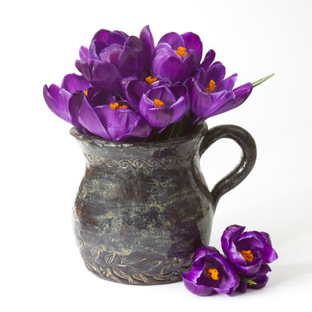 crocus flowers in a vase on white background - fresh spring flowersの写真素材
